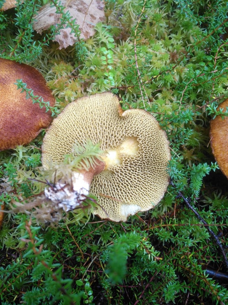 Пластинчатый масленок гриб