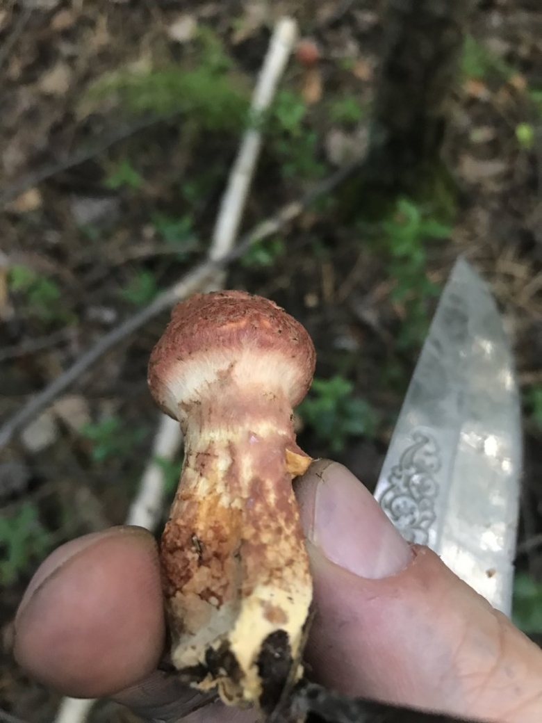 Грибы в Сургуте