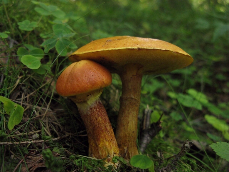 Масленок лиственничный Suillus grevillei