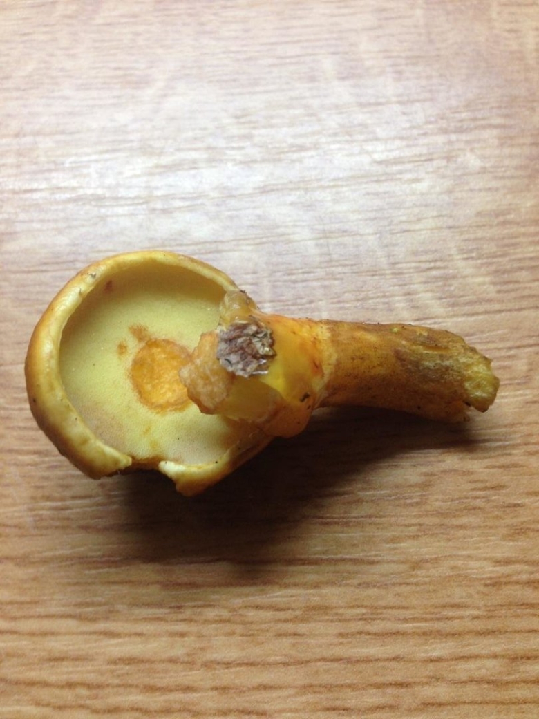 Пластинчатый маслёнок жёлтый