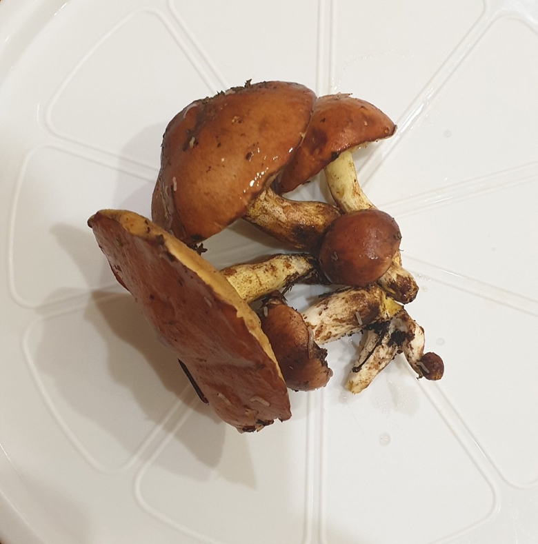 Гриб масленок