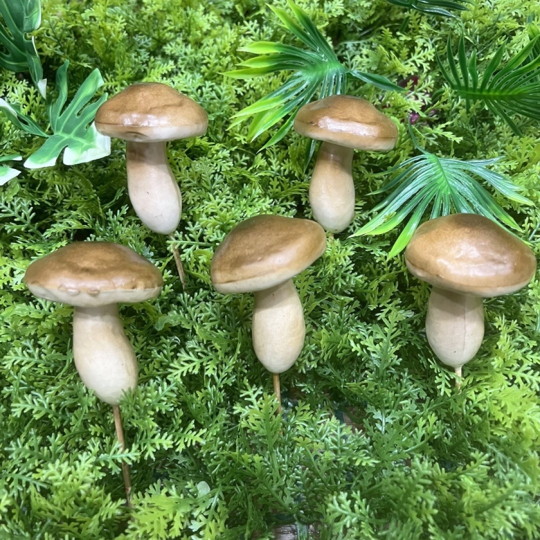 Пластинчатый масленок гриб