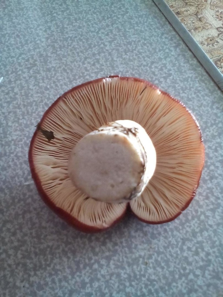 Боровик пластинчатый гриб