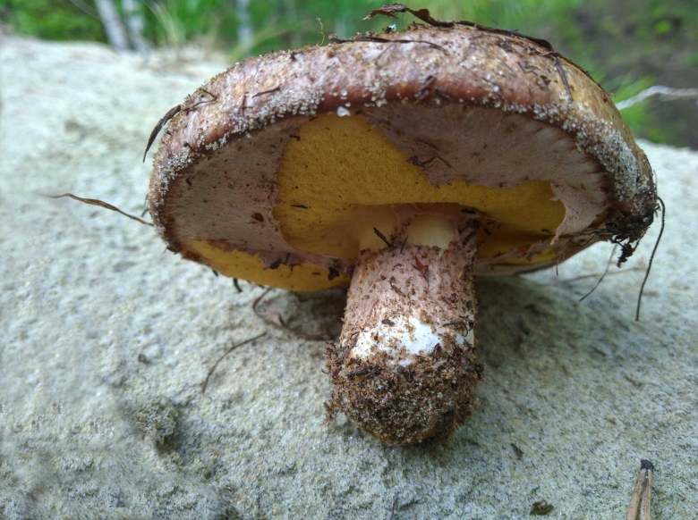 Гриб suillus luteus