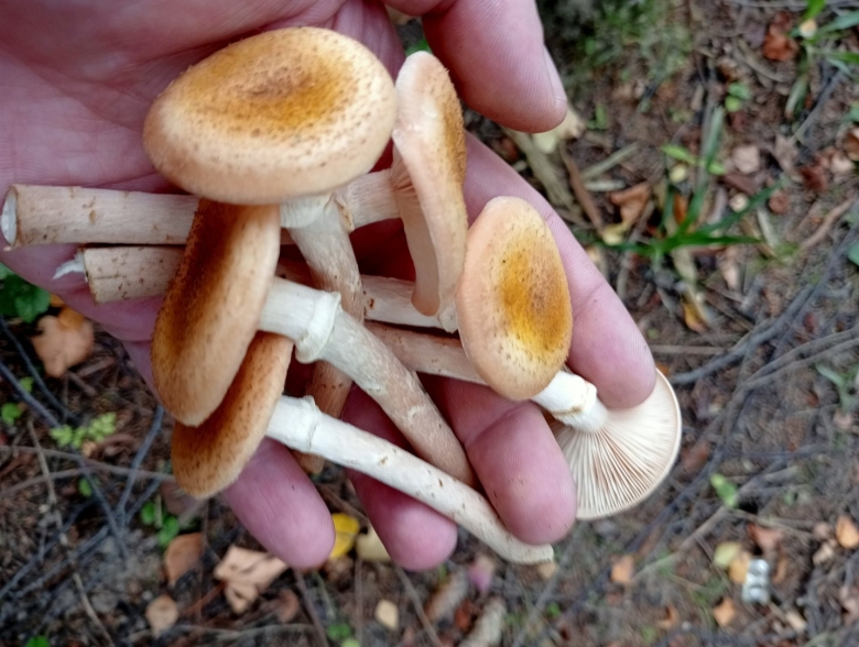 Лжеопята фото