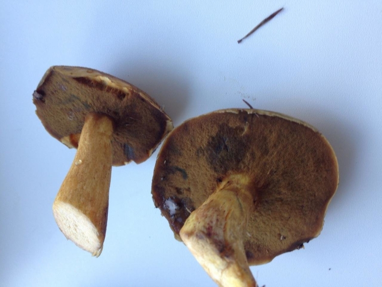 Маслёнок гриб желто бурый