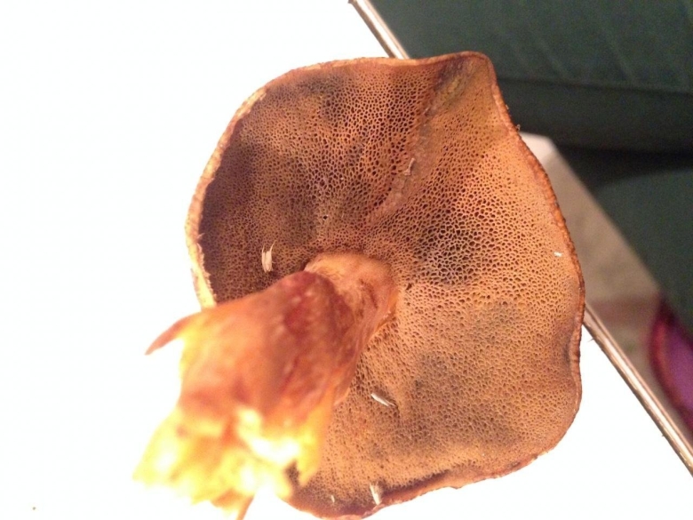 Рубиноболет рубиновый