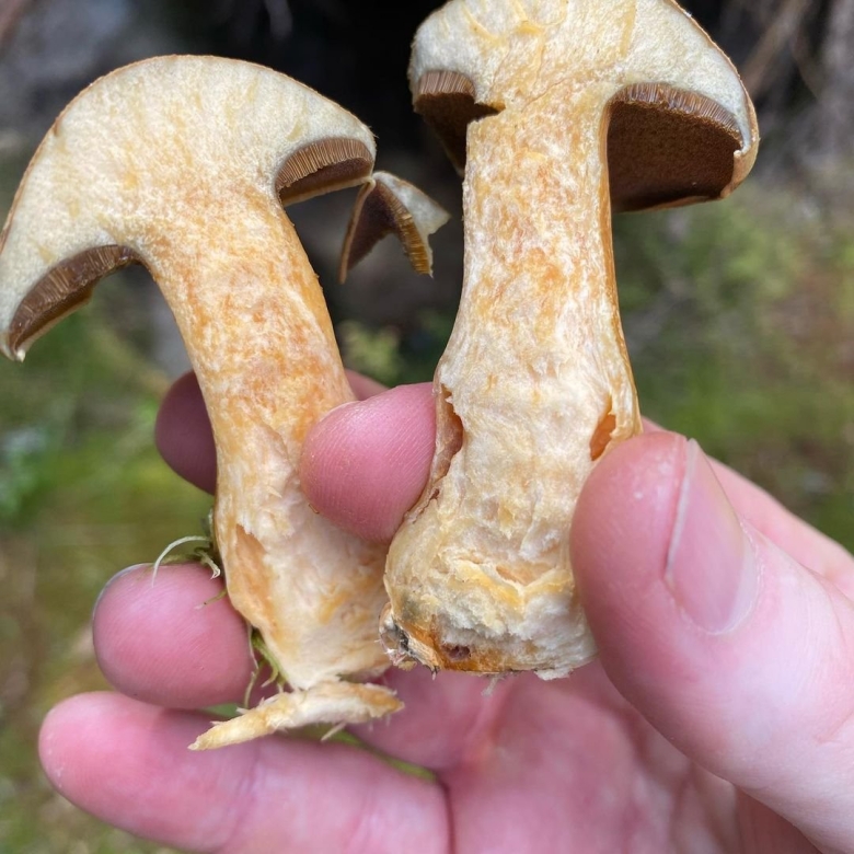 Маслёнок желто-бурый suillus variegatus
