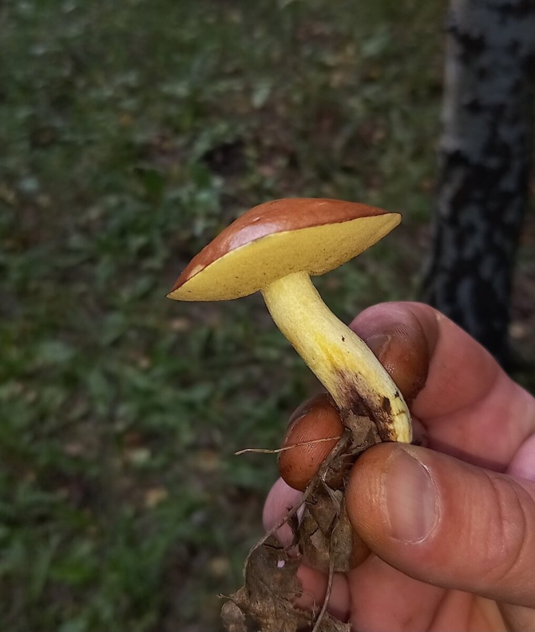 Моховик гриб съедобный