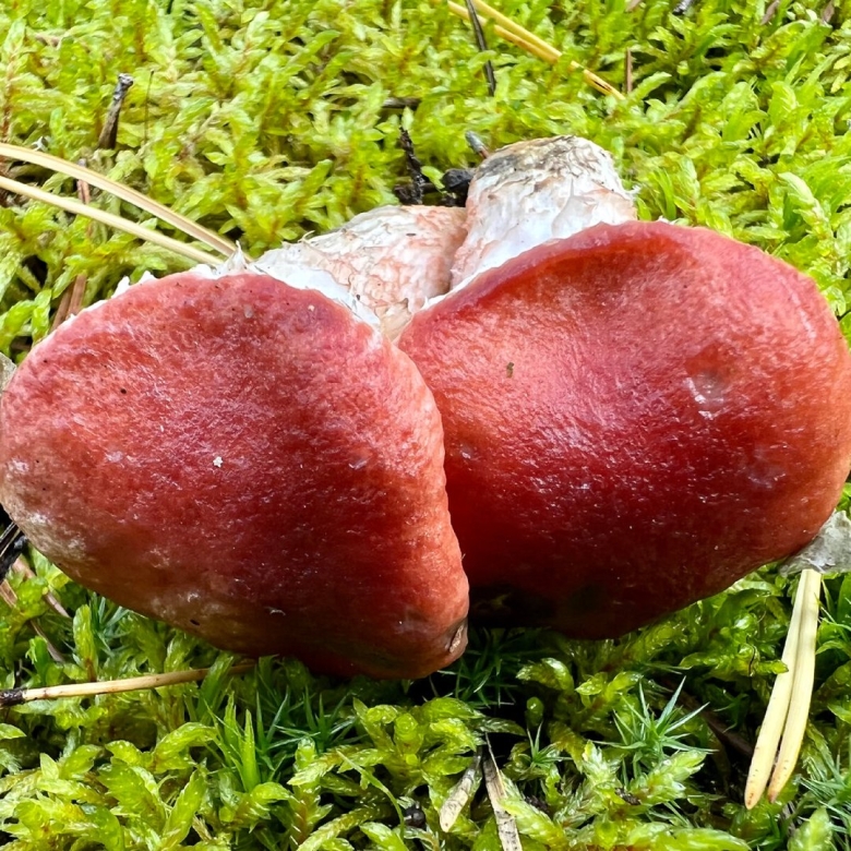 Мокруха пурпурная гриб