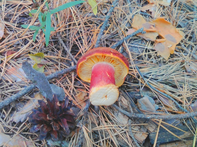 Гриб похожий на Дубовик но пластинчатый