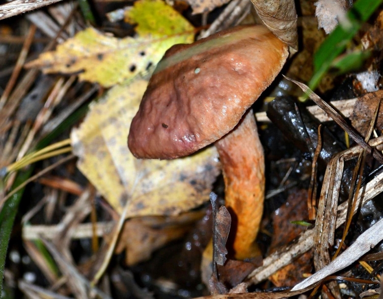 Грибы в Пензенской области