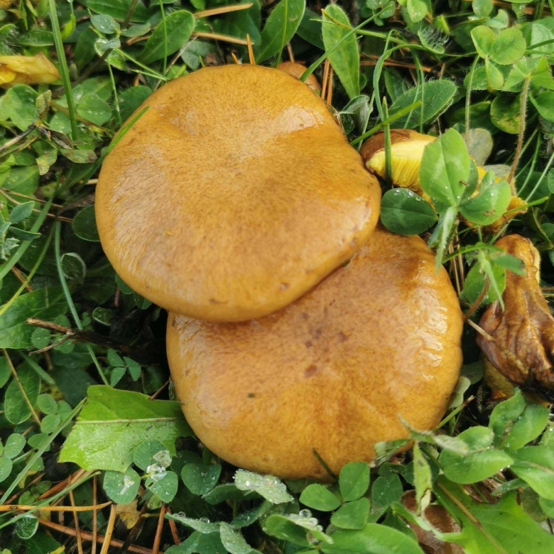 Козляк (suillus bovinus)
