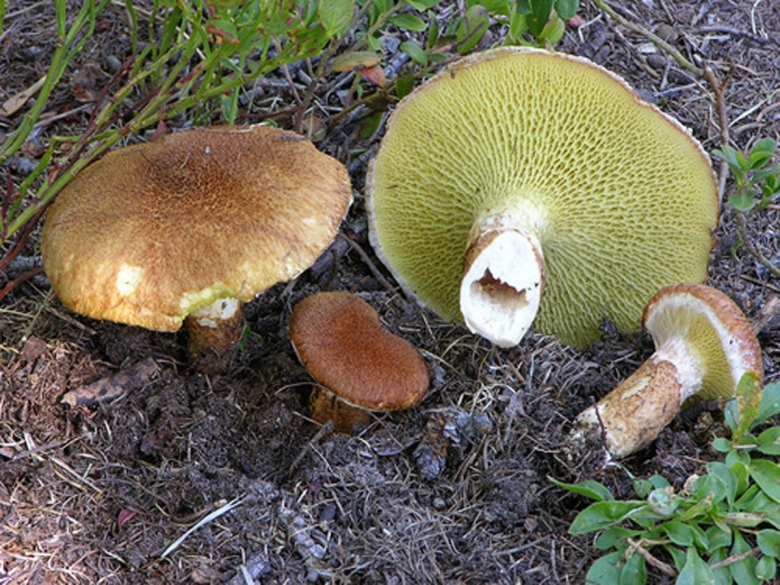 Болетинус полоножковый моховик полоножковый Boletinus cavipes