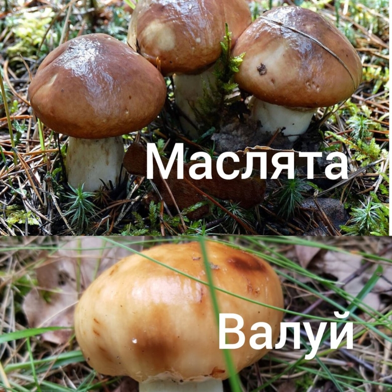 Масленок пластинчатый или трубчатый