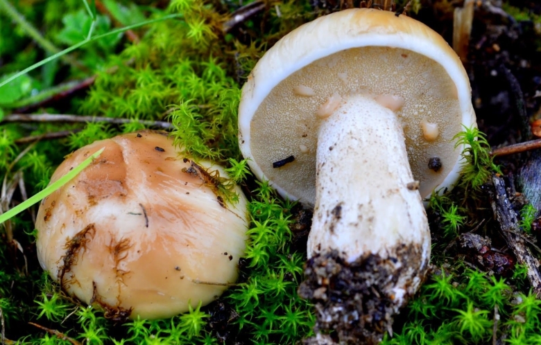 Маслёнок белый Suillus Placidus