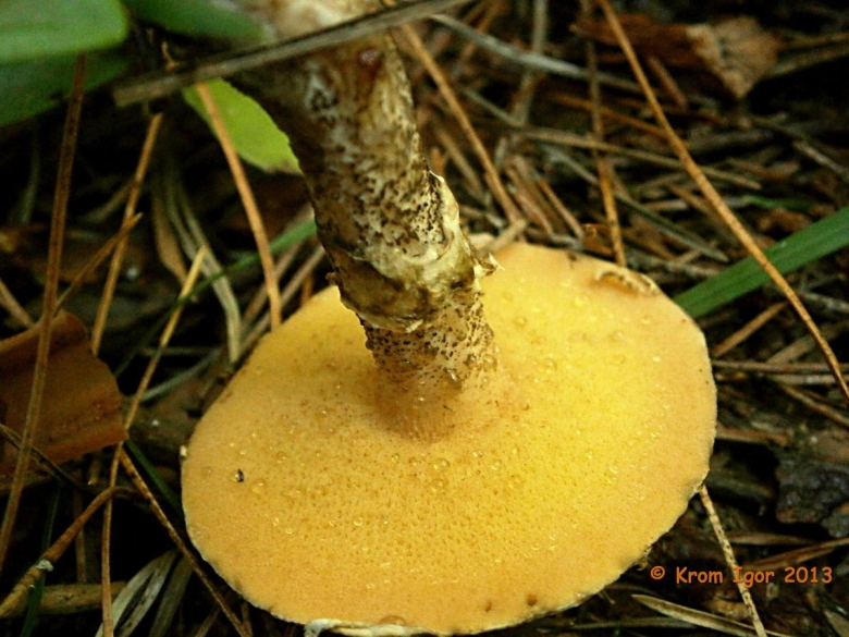 Маслёнок обыкновенный гименофор