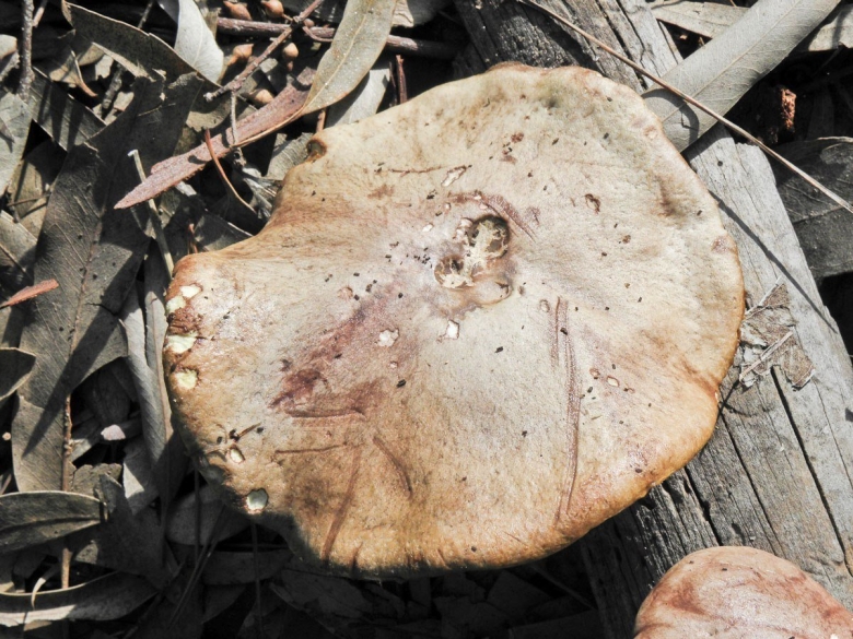 Маслёнок рыжий неокольцованный