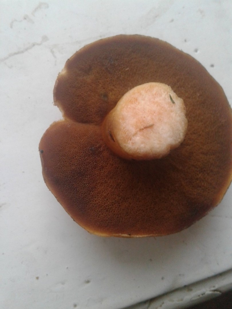 Грибы маслята коричневые