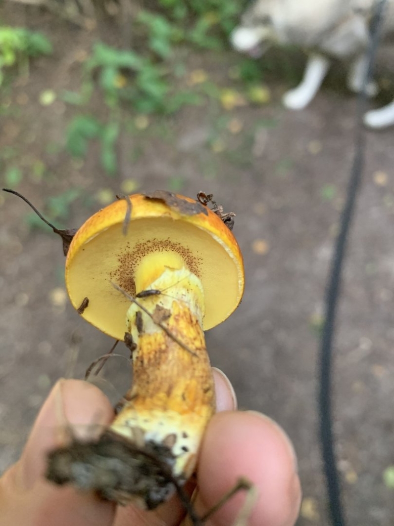 Лже маслята грибы