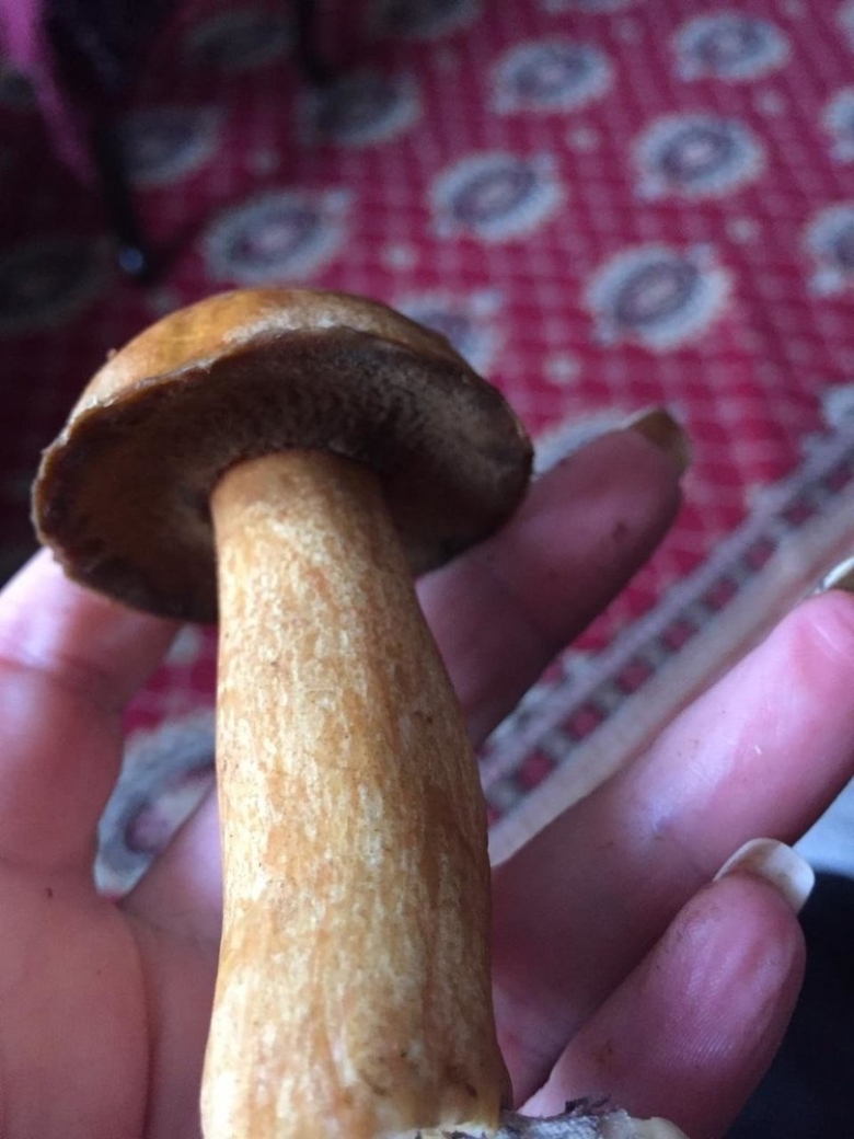 Гриб масленок желто бурый Вишневский