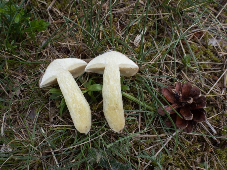 Белый масленок гриб