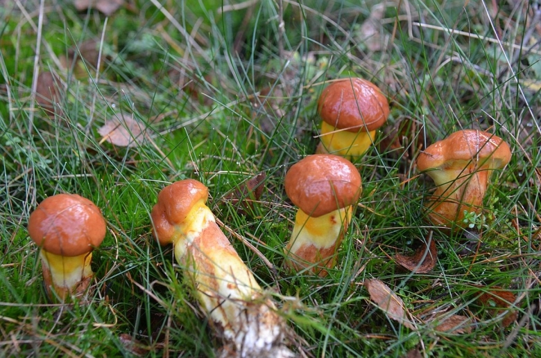 Масленок лиственничный Suillus grevillei