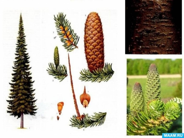 Голосеменные растения пихта Сибирская