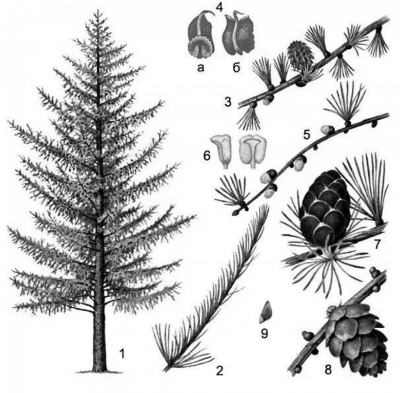 Лиственница Сибирская эвоинки