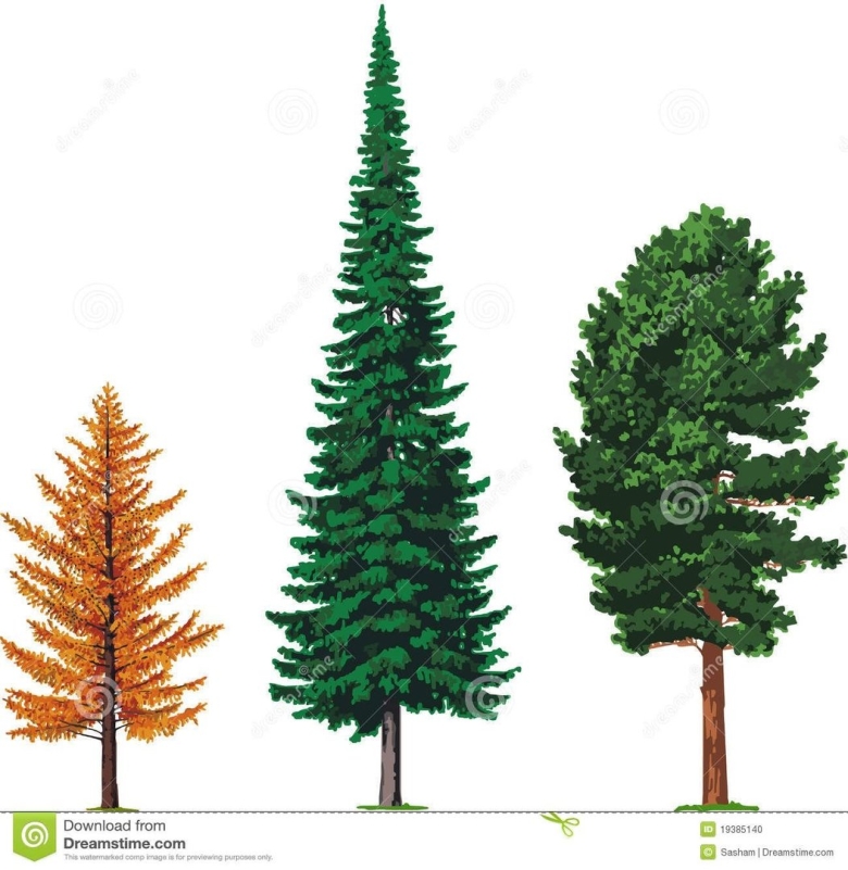 Хвойные деревья на прозрачном фоне