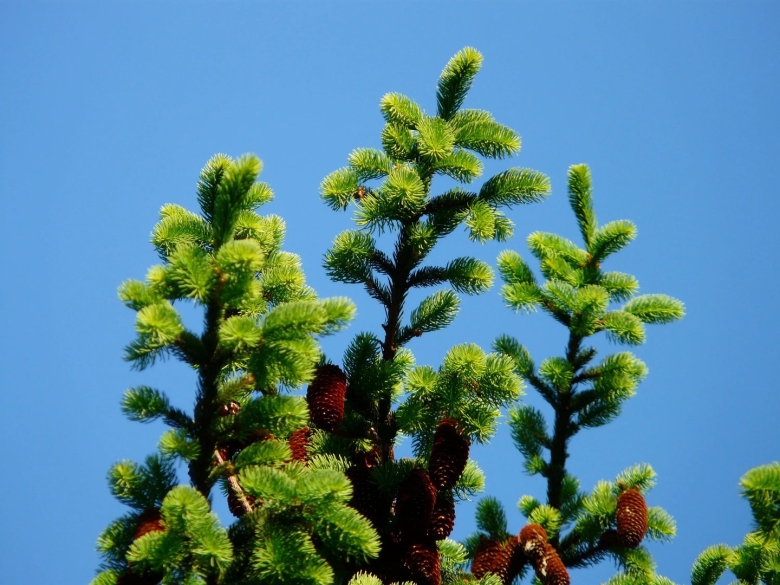 Ель корейская (picea koraiensis)