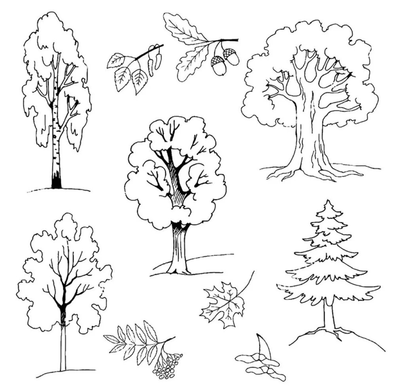 Хвойные и лиственные деревья задания для детей