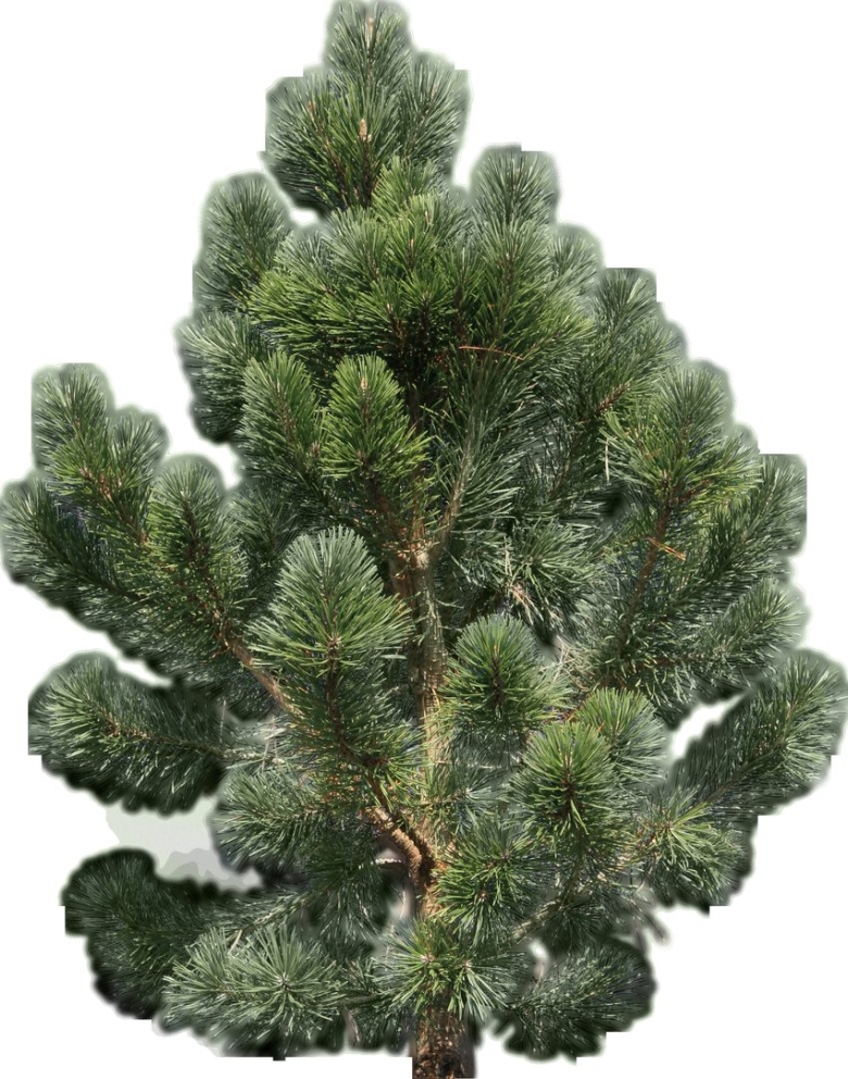 Крупномеры сосна крымская