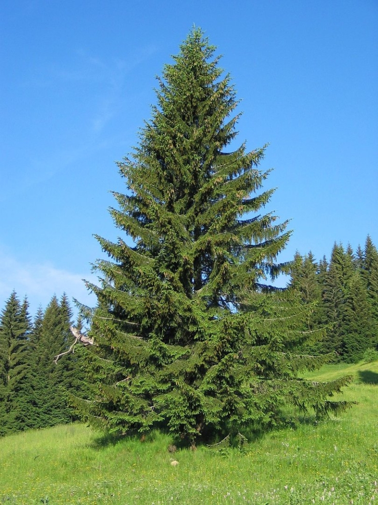 Ель европейская Picea Abies