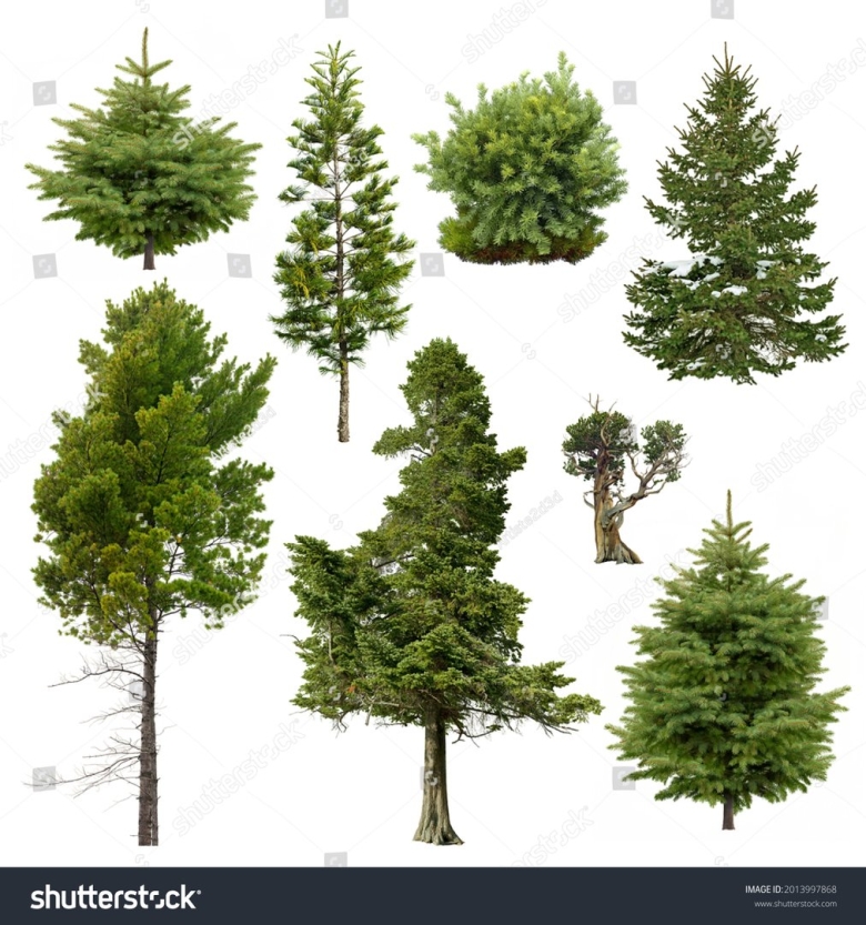 Сосна и ель различия фото