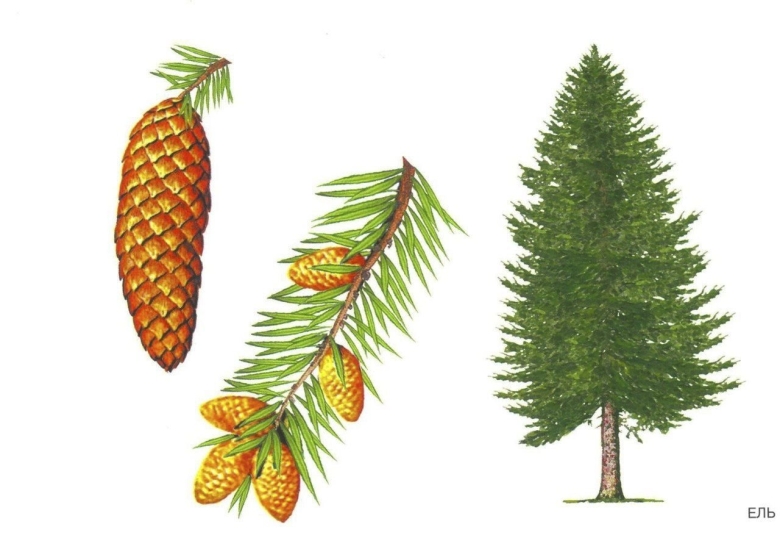 Хвоинки лиственницы рисунок