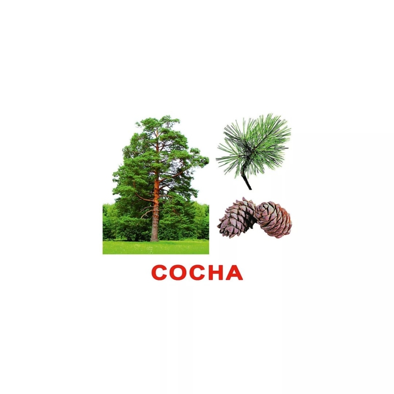 Сосна для детей