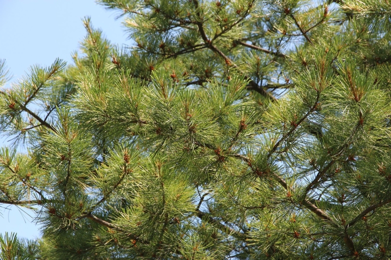 Сибирский кедр дерево