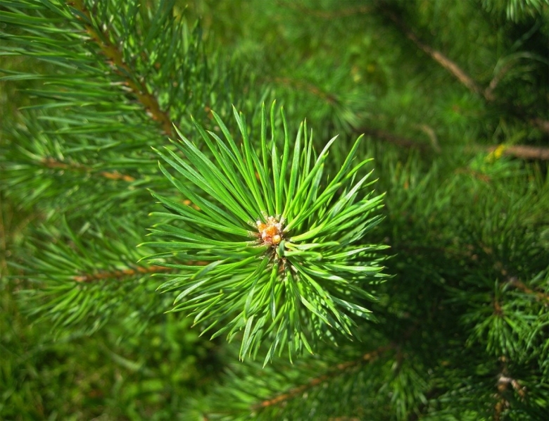 Сосна обыкновенная хвоя