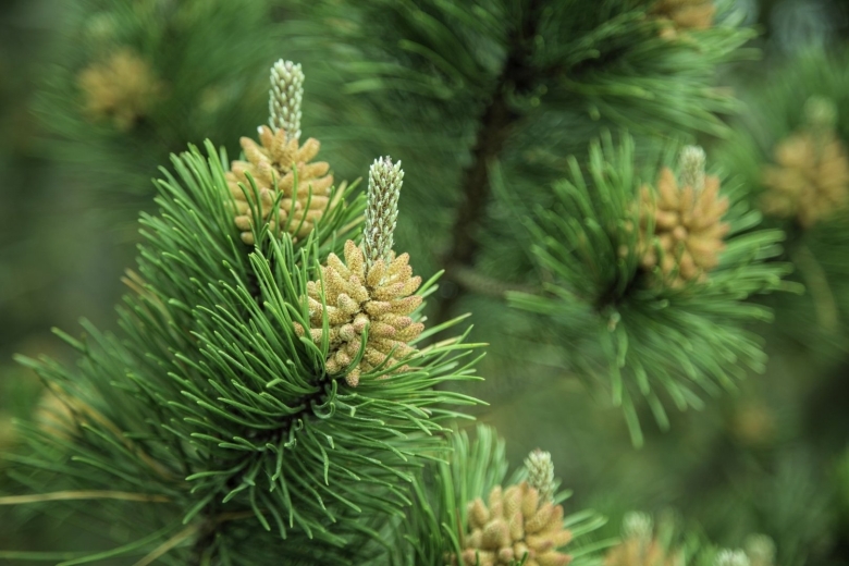 Саксония хвойные деревья