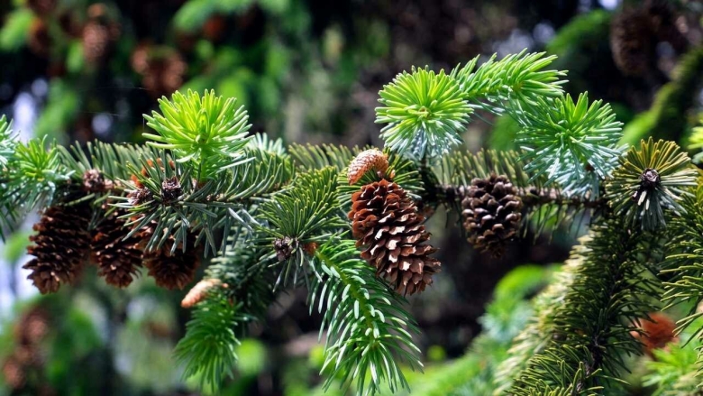 Дендрарий Сочи хвойные шишки