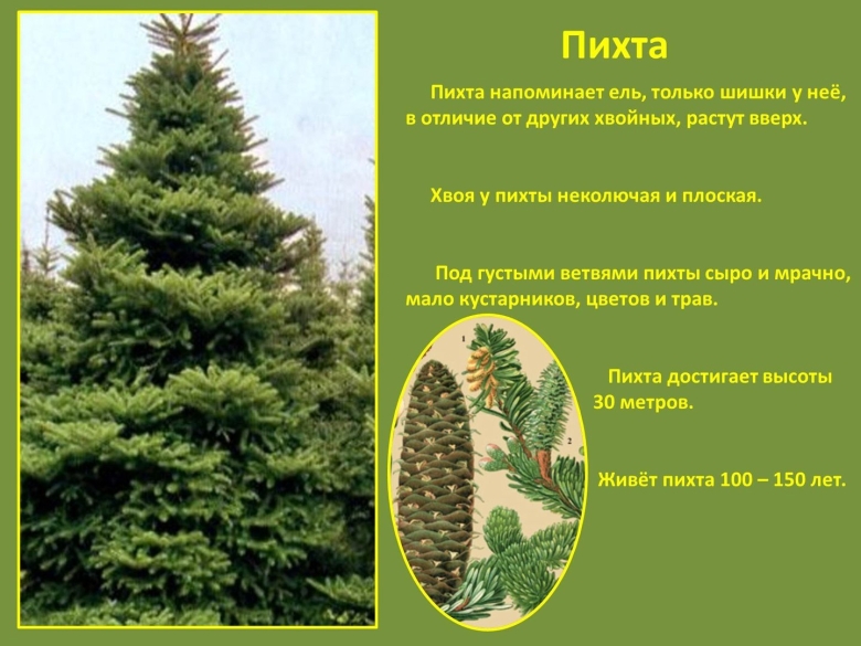 Хвойные деревья ель сосна пихта кедр