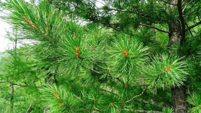 Сосна Кедровая Сибирская