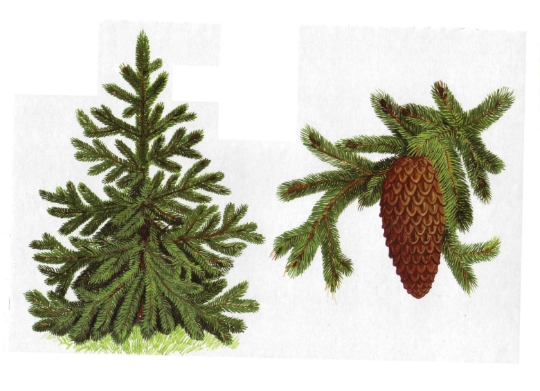 Дерево ель для детей