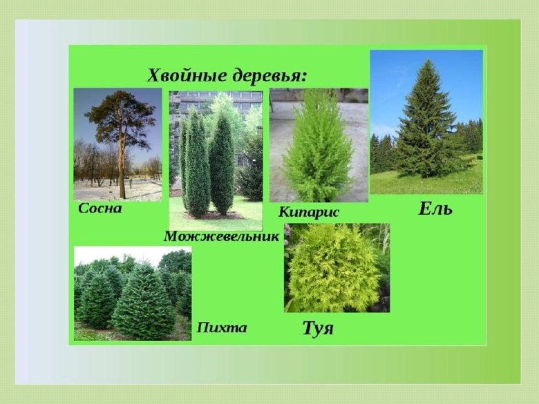 Ель сосна пихта лиственница