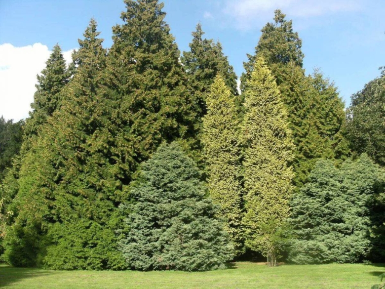 Кедр ель сосна лиственница