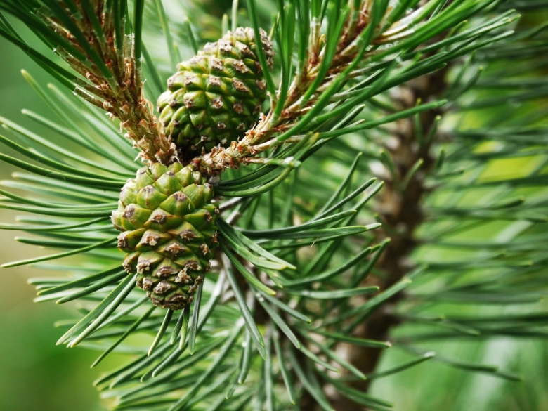 Pinus sylvestris шишки
