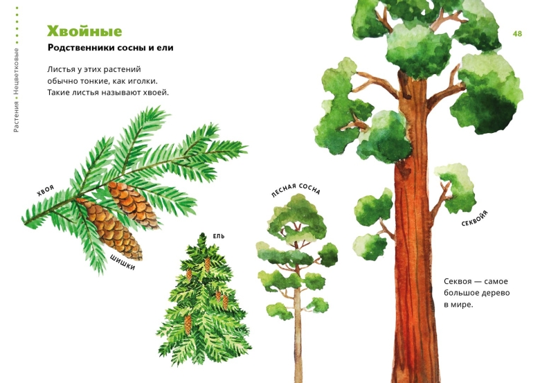 Секвойя вечнозелёная хвойные