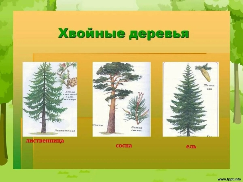 Хвойные деревья сосна ель лиственница