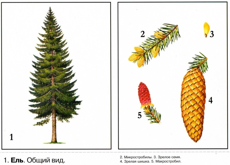 Ель обыкновенная европейская хвоя